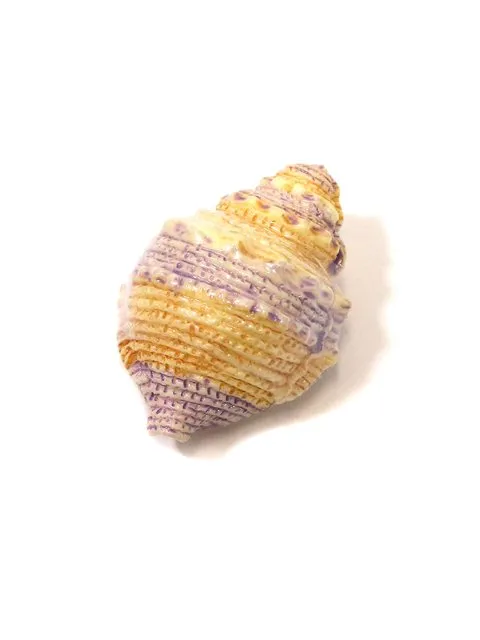 Seashell Lip Gloss