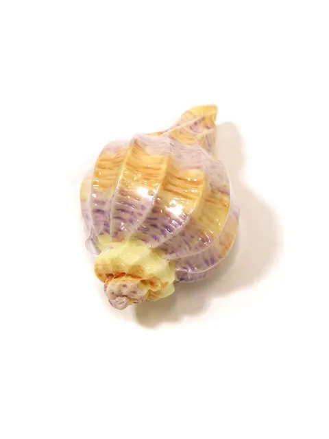 Seashell Lip Gloss